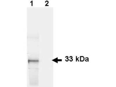 Lane 1: HeLa cells. Lane 2: mock transfected HeLa cell lysate. Load: 35 ug per lane. Primary antibody: GFP antibody at 1 ug/ml for 1 h at room temperature. Secondary antibody: IRDye 800 conjugated Donkey-a-Goat IgG [H&L] MX7 secondary antibody at 1:2,500 for 45 min at RT. Block: 5% BLOTTO overnight at 4C. Predicted/Observed size: 27 kDa, 33 kDa for GFP. Other band(s): none.